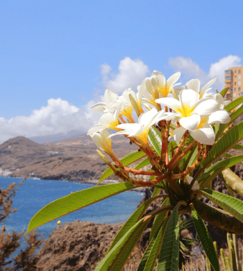 flores en Tenerife